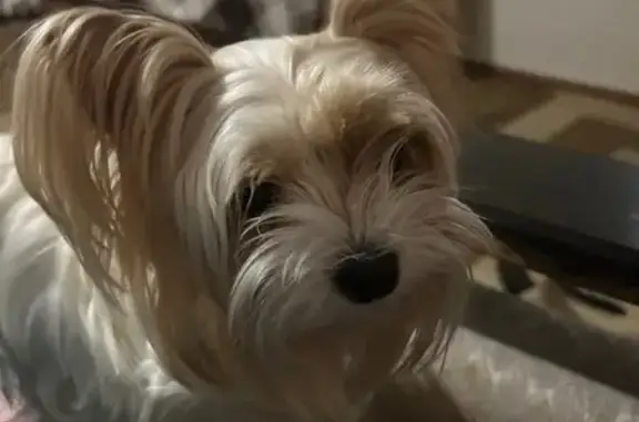 Собаки потеряшки, Московская область, фото: Потеряшка собака, Федурново, МО