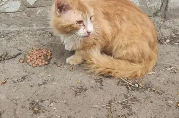 Кошка найдена: 7, Приволжский