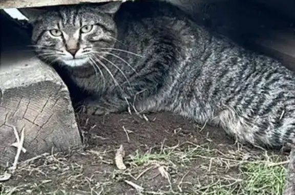 Найдена кошка, Московская область, фото: Кошка найдена: Большая Городня, МО