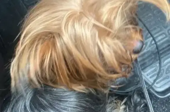 Найдена собака, Богородский городской округ, фото: Собака найдена на Носовихинском шоссе