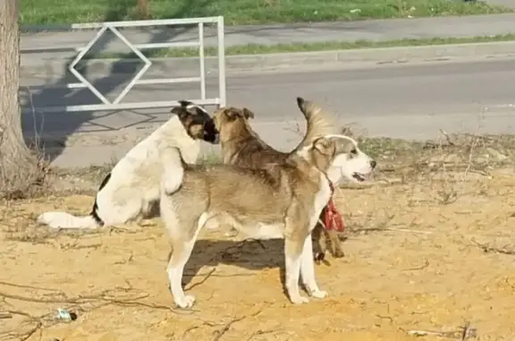 Собака найдена: ул. 40 лет Октября, 13