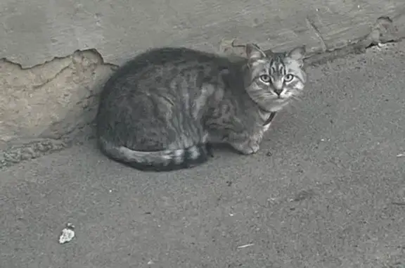Кошка у дома Тунакова 41А, Казань