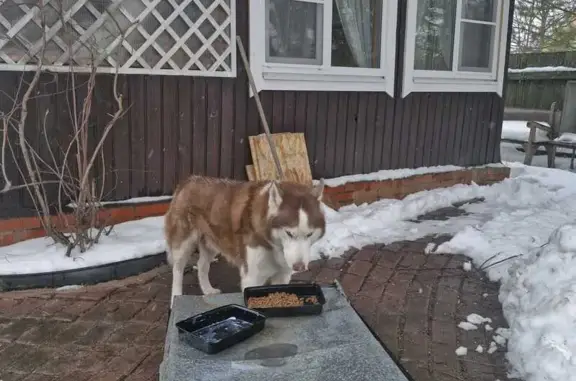 Найдена собака, Московская область, фото: Найдена собака без ошейника, МО