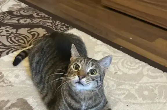 Найденные животные Санкт-Петербург, фото: Найдена кошка, Приморский пр., 45, СПб