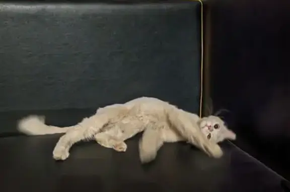 Найдена кошка, Тула, фото: Кошка найдена: ул. Халтурина, 6, Тула