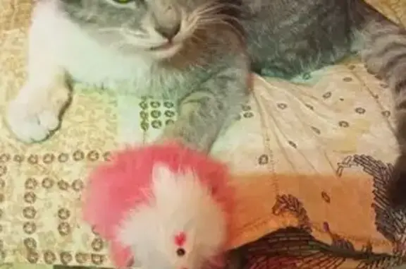 Кошка найдена: ул. Катаева, 202, Ростов