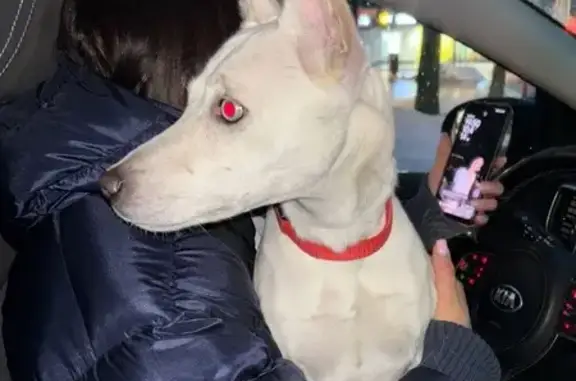 Найдена собака, ул. Шмидта, 5А, Щёлково