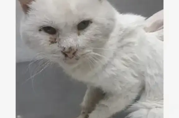 Кошка найдена: Пискарёвский пр., 38 к1