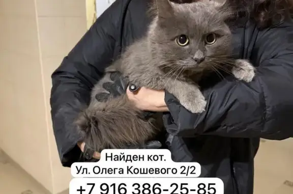 Найдена кошка, Владикавказ, фото: Кошка найдена: Новый мост, Владикавказ