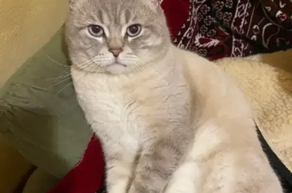 Пропал кот, ул. Панаса Мирного, 10