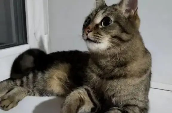 Найдена кошка, Барнаул, фото: Кошка найдена: Северный Власихинский 14