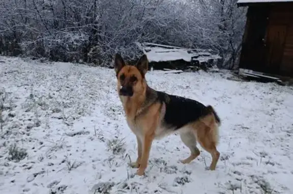 Собаки потеряшки, Ярославль, фото: Потеряшка овчарка, Врачебная 24, Ярославль