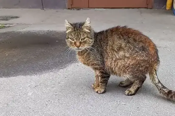 Кошка найдена: ул. Юности, 47, Курск