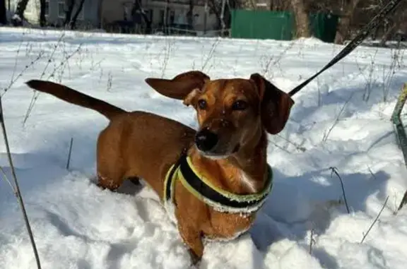 Пропала собака на ул. Николаева, 3, Чебоксары