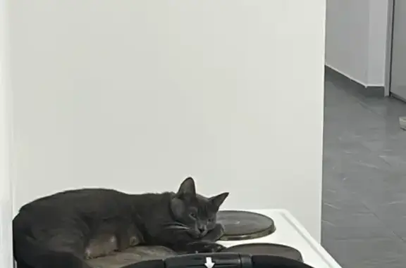 Кошка найдена на ул. Дубинина, 9, Ростов-на-Дону