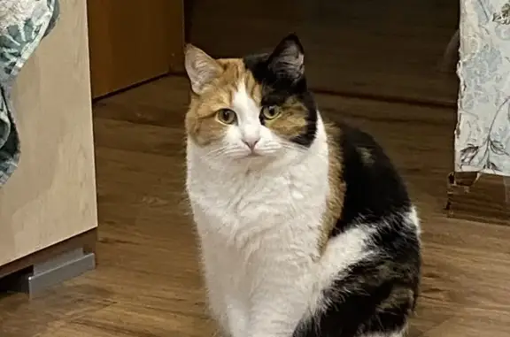 Кошки потеряшки, Первоуральск, фото: Потеряшка кошка, ул. Вайнера 45А, Первоуральск