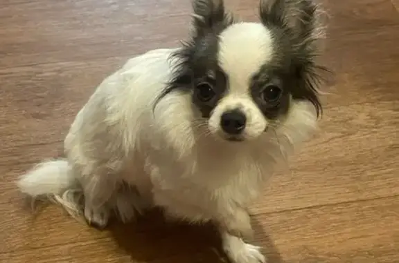 Найдена собака, Липецк, фото: Собака найдена: ул. Водопьянова, 18Б