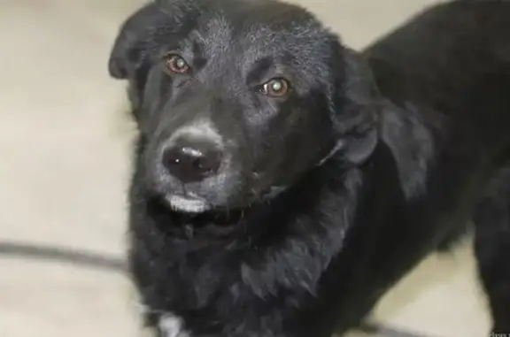 Найдена собака, Торжок, фото: Найдена собака, Студенческая 14, Торжок