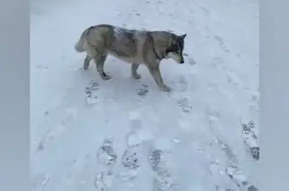 Хаски на Привокзальной площади, Петергоф