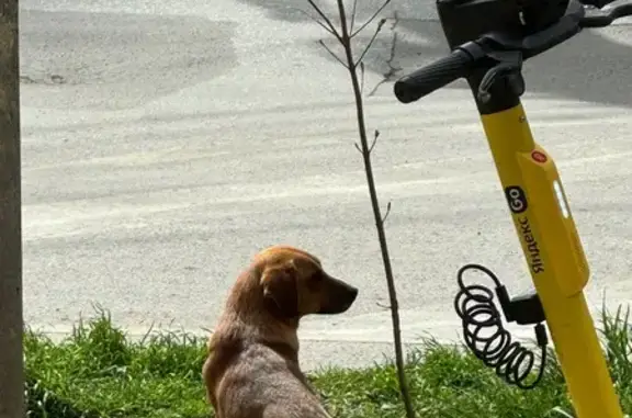 Собака найдена: Пушкинская 25/67, Ростов-на-Дону