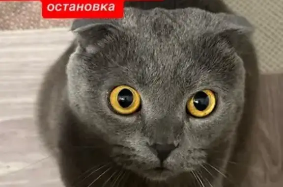 Пропала кошка, Центральная ул., Краснокаменск