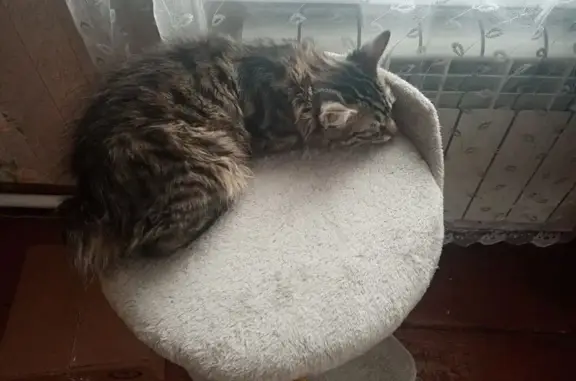 Кошки потеряшки, Верещагино, фото: Потеряшка кот Барсик, ул. Олега Кошевого, 30А