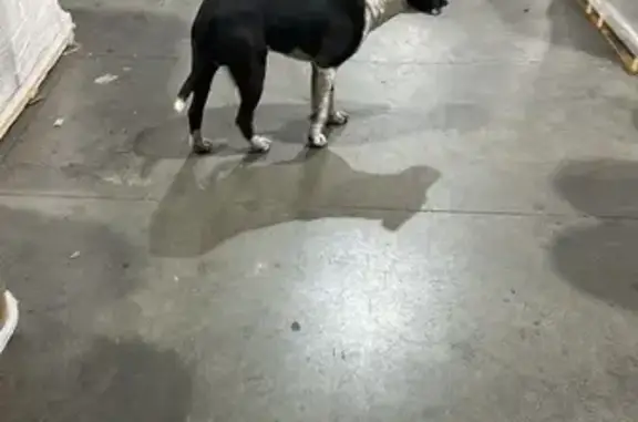 Найденные животные Москва, фото: Собака найдена: Рябиновая ул, 43, Москва