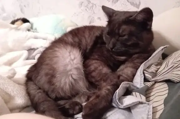 Кошки потеряшки, Южноуральск, фото: Потеряшка кошка, Молодёжная 22, Южноуральск