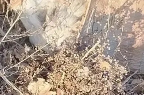 Найдена кошка в мкр Царский, Чита