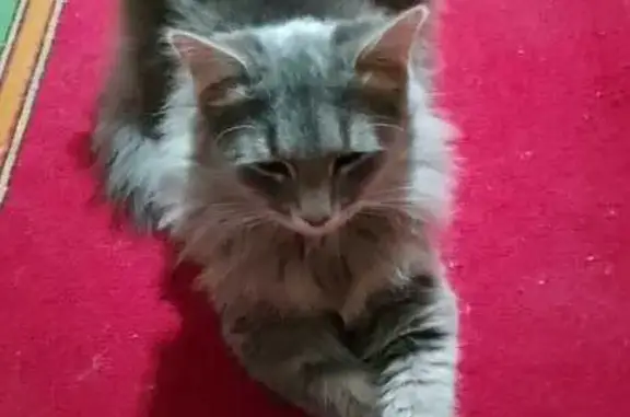 Кошки потеряшки, Кострома, фото: Потеряшка кошка на Якиманка 17, Кострома