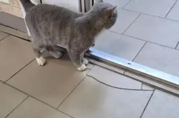 Кошка найдена: Пролетарская 288/2, Оренбург