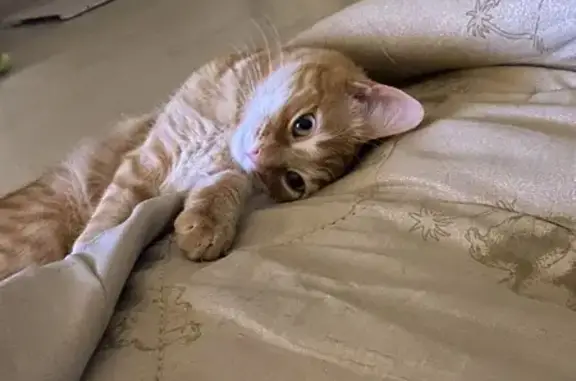 Кошки потеряшки, Сукко, фото: Потеряшка кошка, ул. Тисовая 68, Сукко