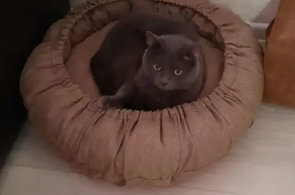 Кошки потеряшки, Тальменка, фото: Потеряшка кот Витас, Парковая ул., Тальменка