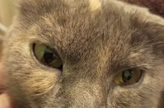 Кошки потеряшки, Серпухов, фото: Потеряшка кошка, ул. Космонавтов, 15Б