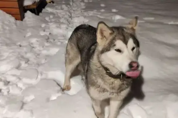 Найдена собака, Московская область, фото: Собака найдена: Московская область