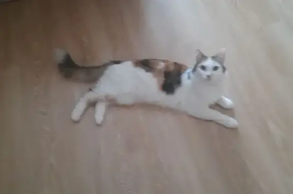Пропала кошка, 9, Черкизово