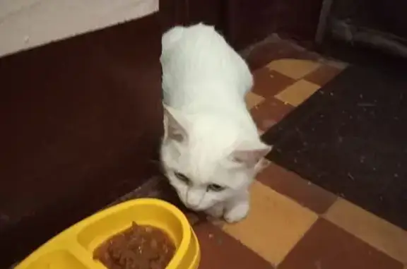 Найдена кошка, Москва, фото: Найдена белая кошка, ул. Ватутина, Москва