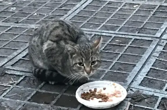 Кошка найдена на Мироновской, 25, Москва