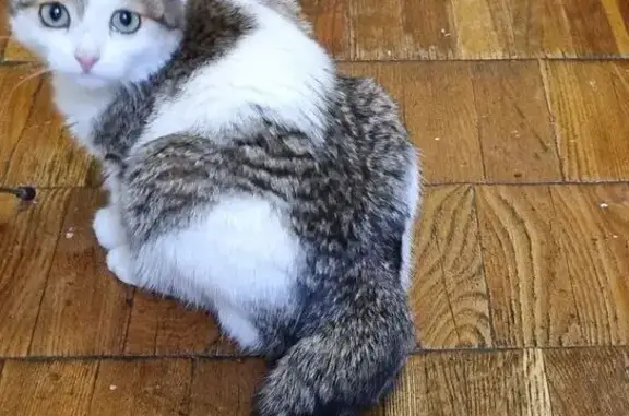 Пропала кошка, 7А, Нижний Новгород