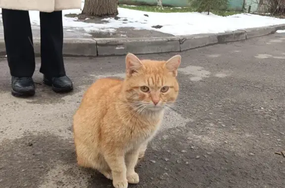 Кошка найдена: пр. Ленина, 52, Ярославль