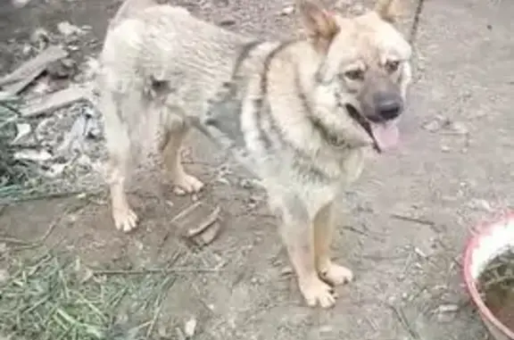 Пропала собака Арчи, Берёзовское ш., 8, Хабаровск