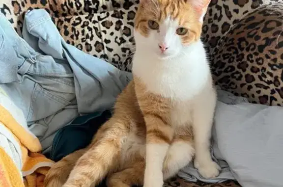 Потерянные животные Находка, фото: Пропала кошка, Бокситогорская 22, Находка