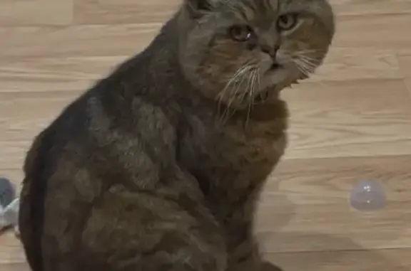 Потерянные животные Иваново, фото: Пропала кошка, 21-я линия, Иваново