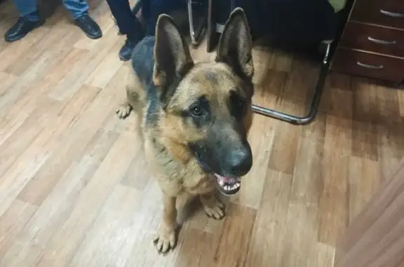 Найдена собака, Видное, фото: Собака найдена: 46Н-13973, Видное