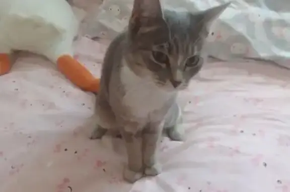 Найденные животные Томск, фото: Кошка найдена, Лесная ул., Москва