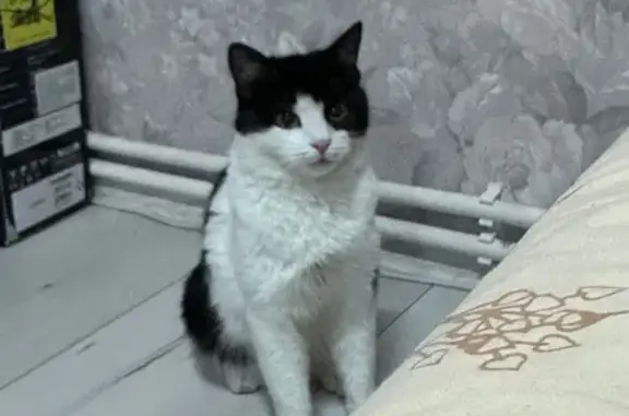 Кошки потеряшки, Черкизово, фото: Потеряшка кошка, Пушкинская ул., 6А, Черкизово