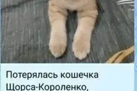 Объявления о пропавших и найденных животных, Киров, фото: Пропала кошка на Щорса 45, Киров
