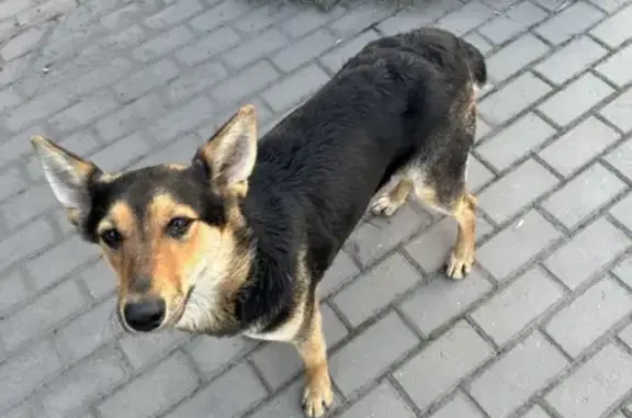 Собака найдена: Алмазная ул., 6 с1, Липецк