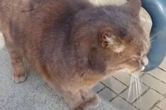 Найдена кошка, Белгород, фото: Найдена кошка, пр. Хмельницкого, 137Б