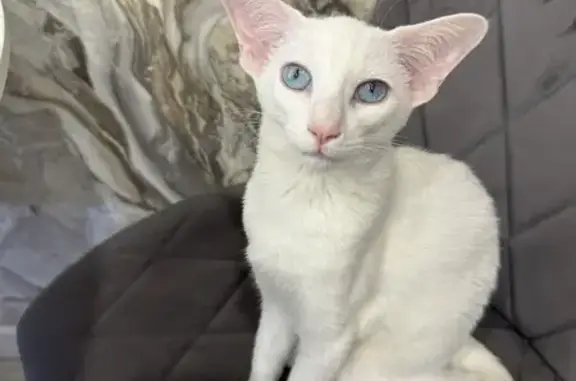 Кошки потеряшки, Барнаул, фото: Потеряшка кошка, Ирисовая ул., Барнаул